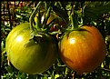 Picture Title - Almost Ready