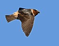 Picture Title - Swallow Nest Material