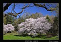 Picture Title - Spring at Longwood