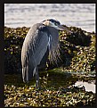 Picture Title - Heron