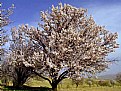 Picture Title - bud tree