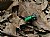 6 Spotted Tiger Beetle