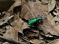 Picture Title - 6 Spotted Tiger Beetle