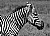 Zebra Study