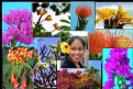 Picture Title - Hawaiian  Flowers Collage