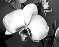 Picture Title - Orchidea