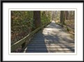 Picture Title - Congaree National Park