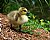 Baby Goose