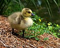 Picture Title - Baby Goose
