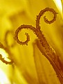 Picture Title - Dandelion flower