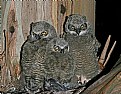 Picture Title - Great Horned Owls