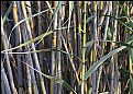 Picture Title - Bamboo