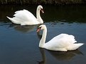 Picture Title - Swans in love