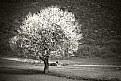 Picture Title - white tree