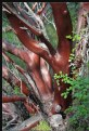 Picture Title - Shiny Manzanita Bark