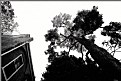 Picture Title - Up.
