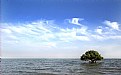Picture Title - Sea , Tree & Silence