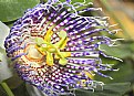 Picture Title - Passiflora Actinia