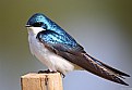 Picture Title - Blue & White Swallow