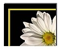 Picture Title - Framed Daisy