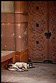 Picture Title - Sleeping Dog at India Gate