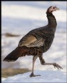 Picture Title - Wild Turkey