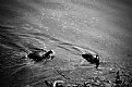 Picture Title - corte