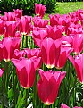 Picture Title - Tulipes