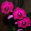 Picture Title - Orquidea Flor Nacional 