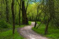 Picture Title - Spring Trail