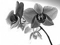 Picture Title - phalenopsis