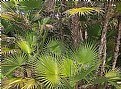 Picture Title - Florida Palm Tree