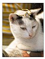 Picture Title - Crowned Cat