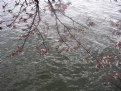 Picture Title - Blossoms on Potomac