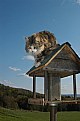 Picture Title - Cat House