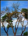 Picture Title - Maui Trees II