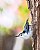 Nuthatch