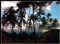 Picture Title - Maui Trees IV
