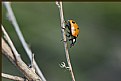 Picture Title - Out for a Walk