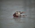 Picture Title - The Gruesome Remains