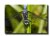 Blue Clearwing Dragonfly