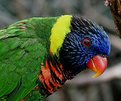 Picture Title - Lorikeet