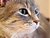 Cats Meow