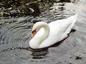 Picture Title - The Swan