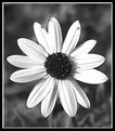 Picture Title - B&W Floral for Project 29