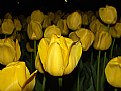 Picture Title - yellow tulips