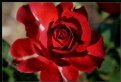 Picture Title - Red Rose