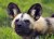 African Hunting Dog (in Kent)