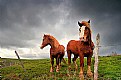 Picture Title - Wild Horses