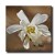 Star Magnolia
